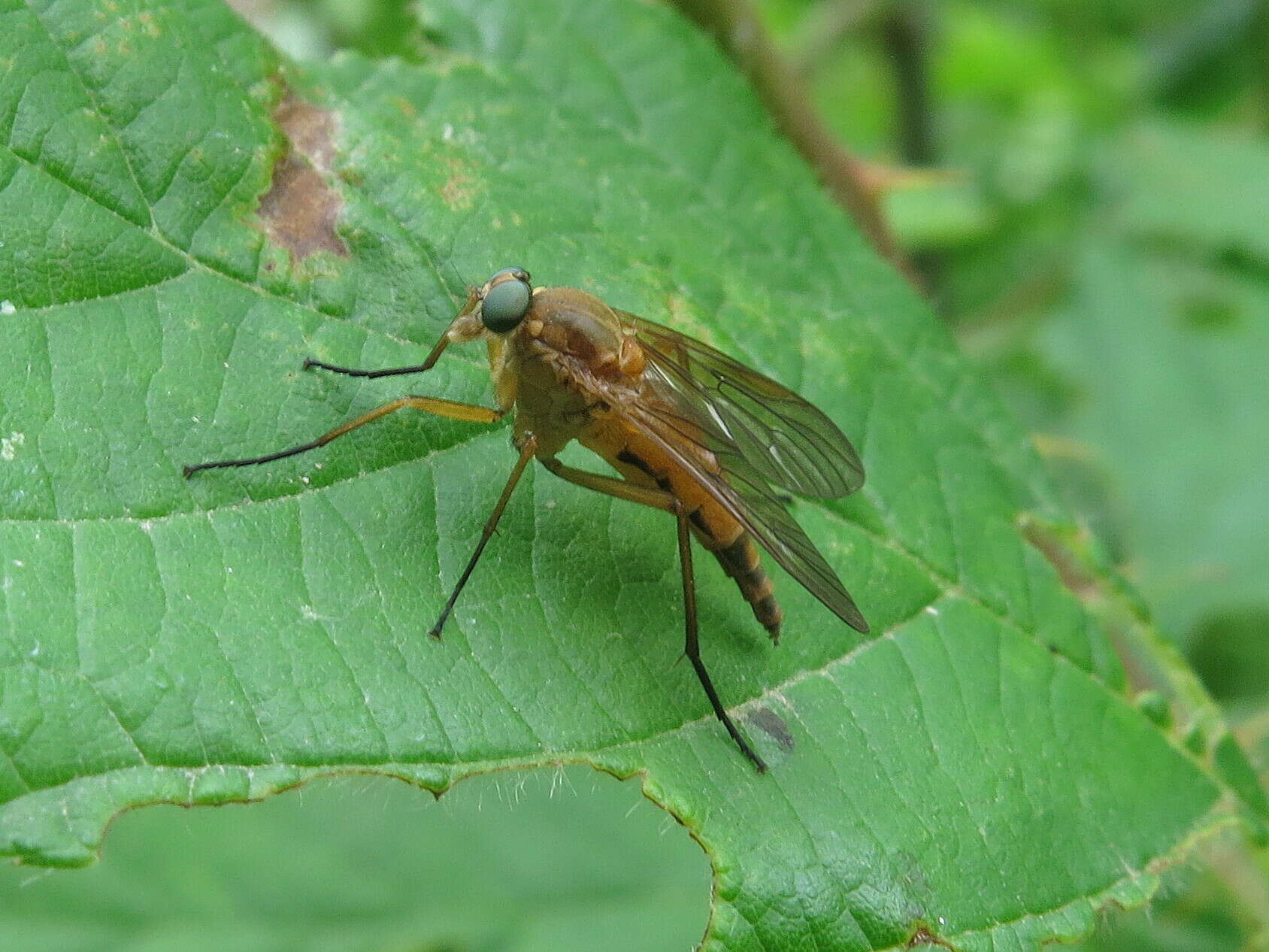 Image of Marsh Snipe fly