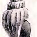 Image of Propebela bergensis (Friele 1886)
