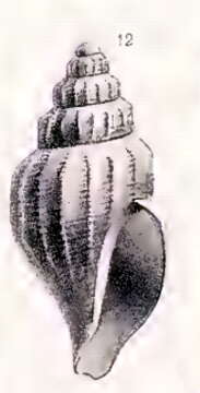 Image of Propebela bergensis (Friele 1886)