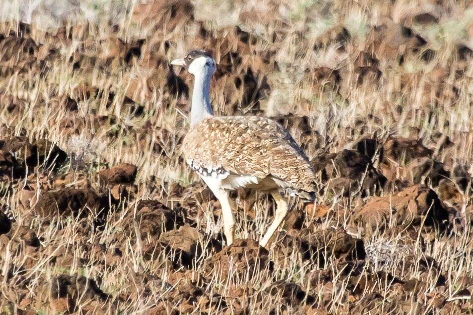 Image of Heuglin's Bustard