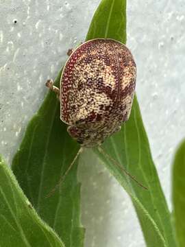 Image of Paropsis charybdis