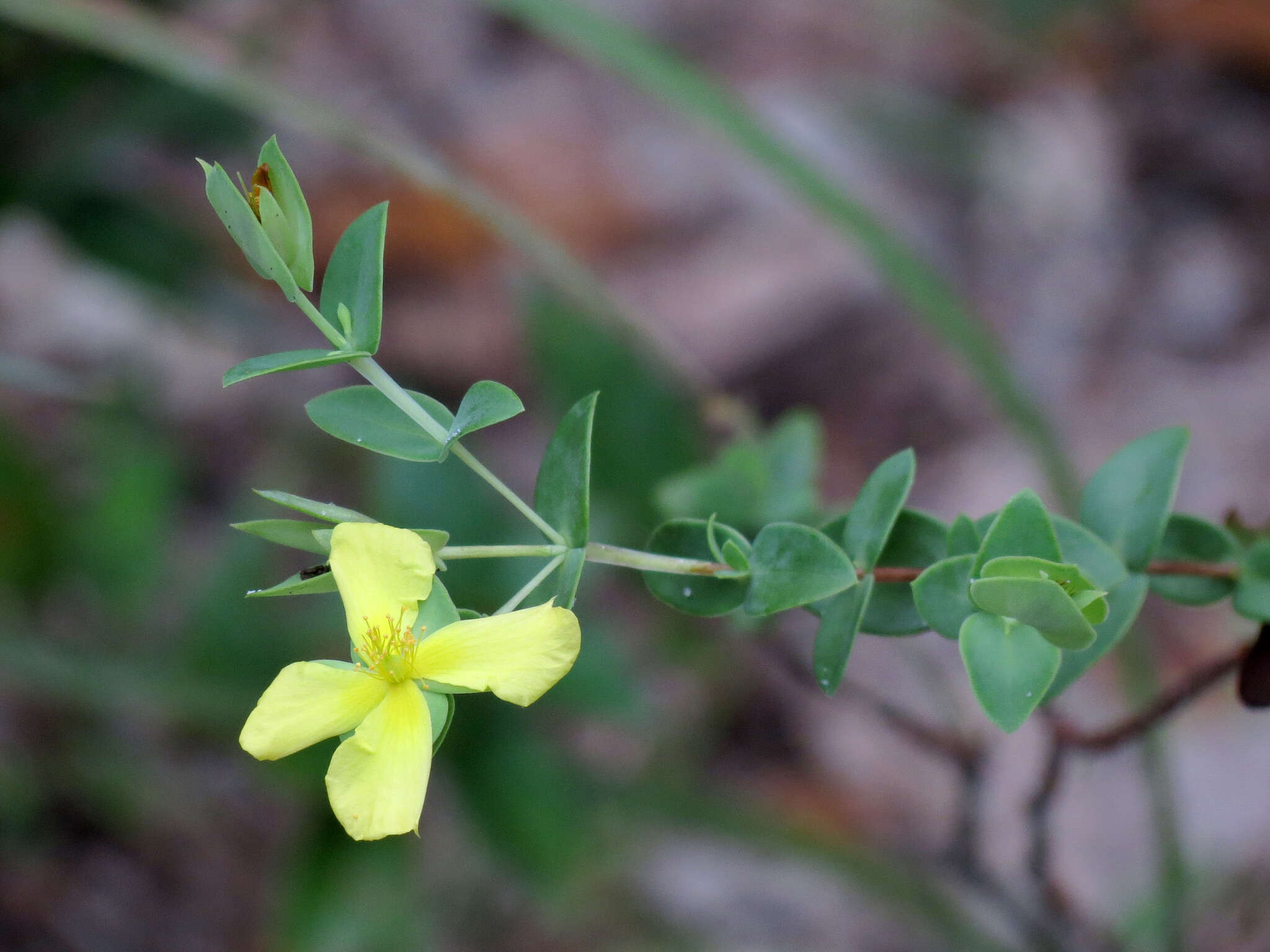 Plancia ëd Hypericum tetrapetalum Lam.