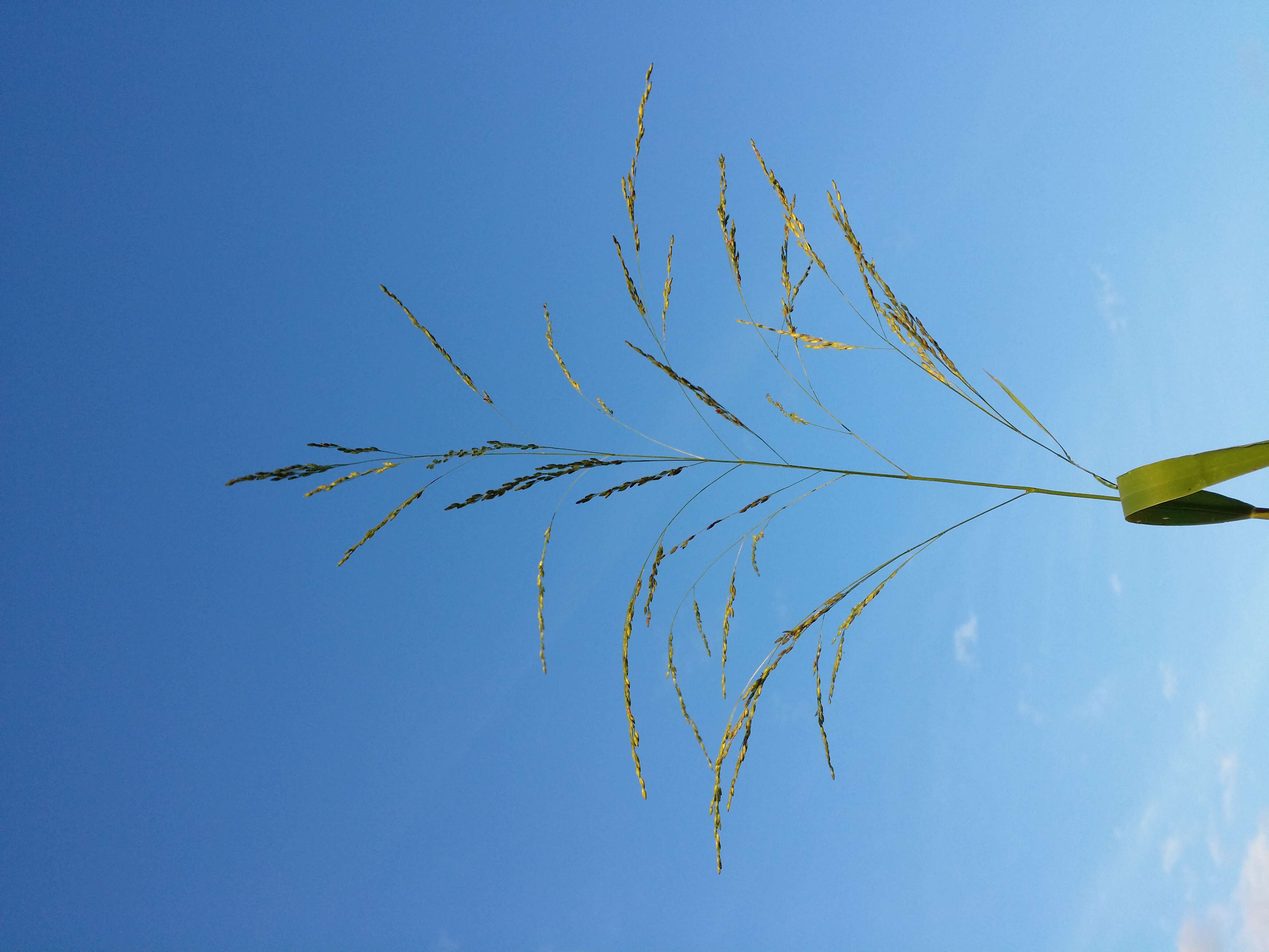 Panicum dichotomiflorum Michx. resmi