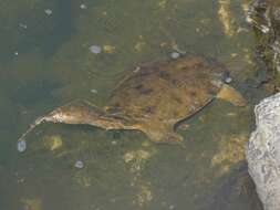 Image of Northern Chinese softshell turtle