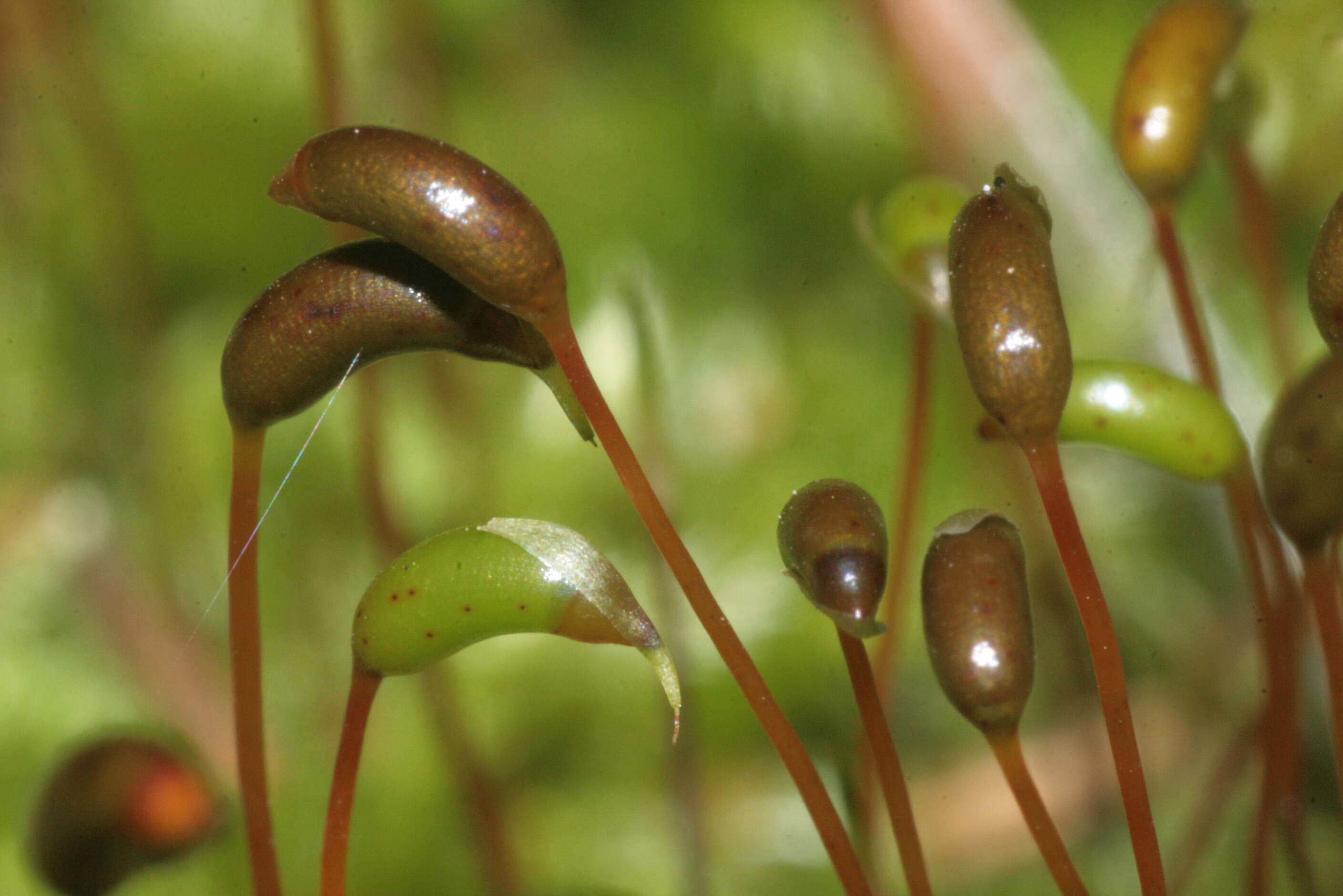 صورة Brachythecium salebrosum W. P. Schimper ex B. S. G. 1853