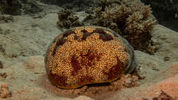 Image of Cushion star