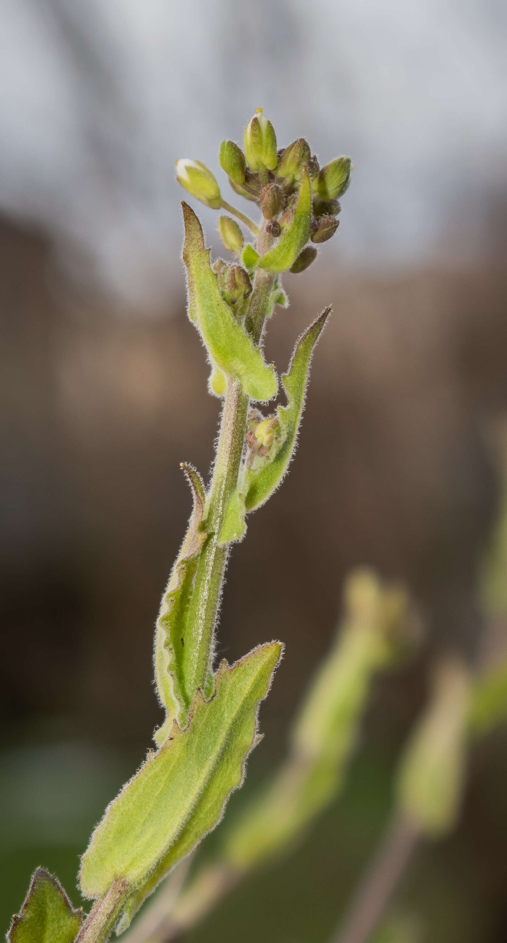 Image of alpine rockcress