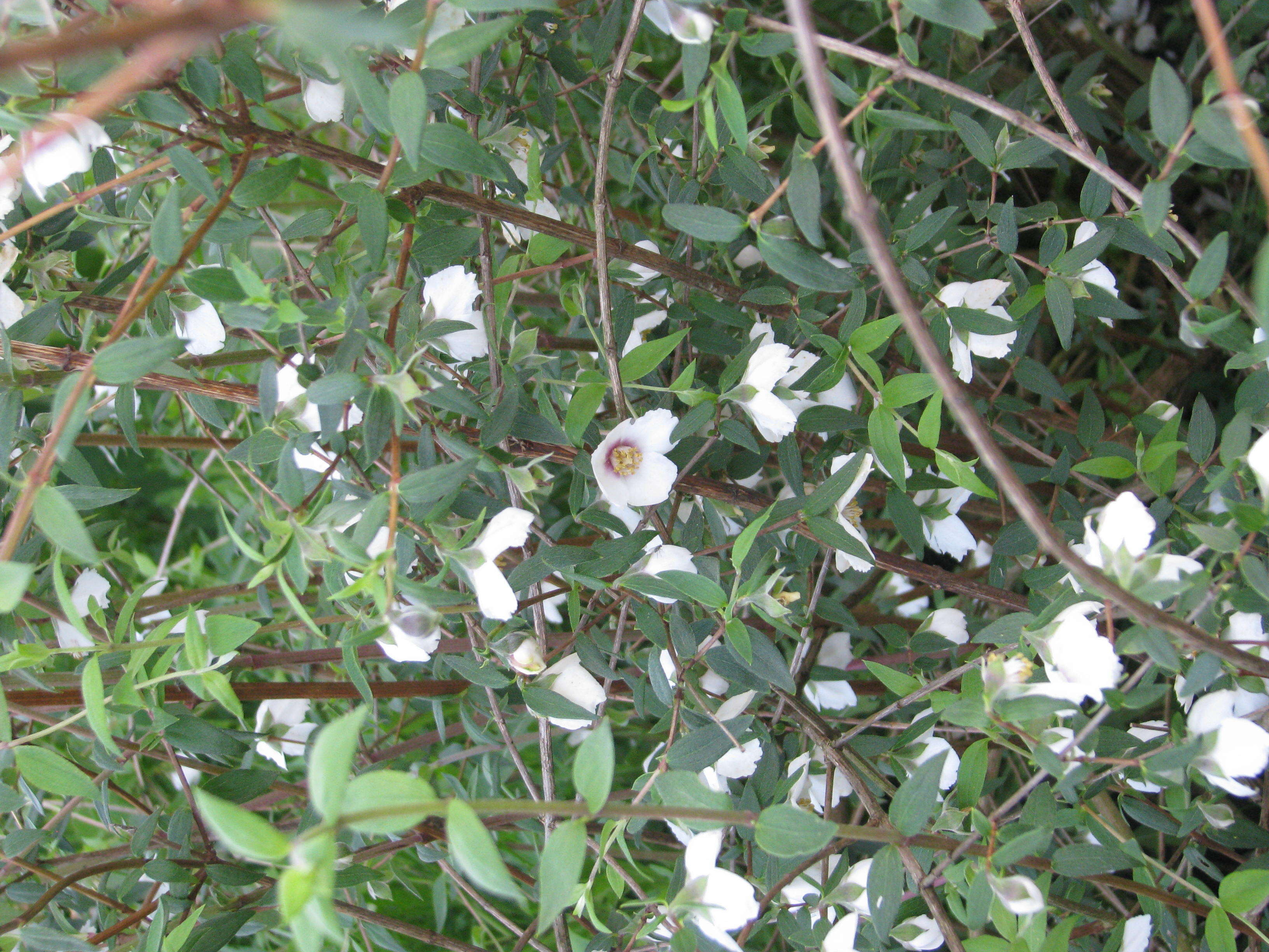 Image of Philadelphus mexicanus Schltdl.