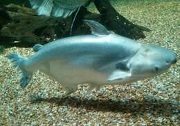 Image of Black-spotted catfish