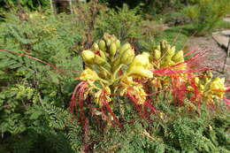 Image of bird-of-paradise shrub