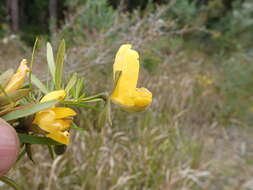 Слика од Gompholobium latifolium Sm.