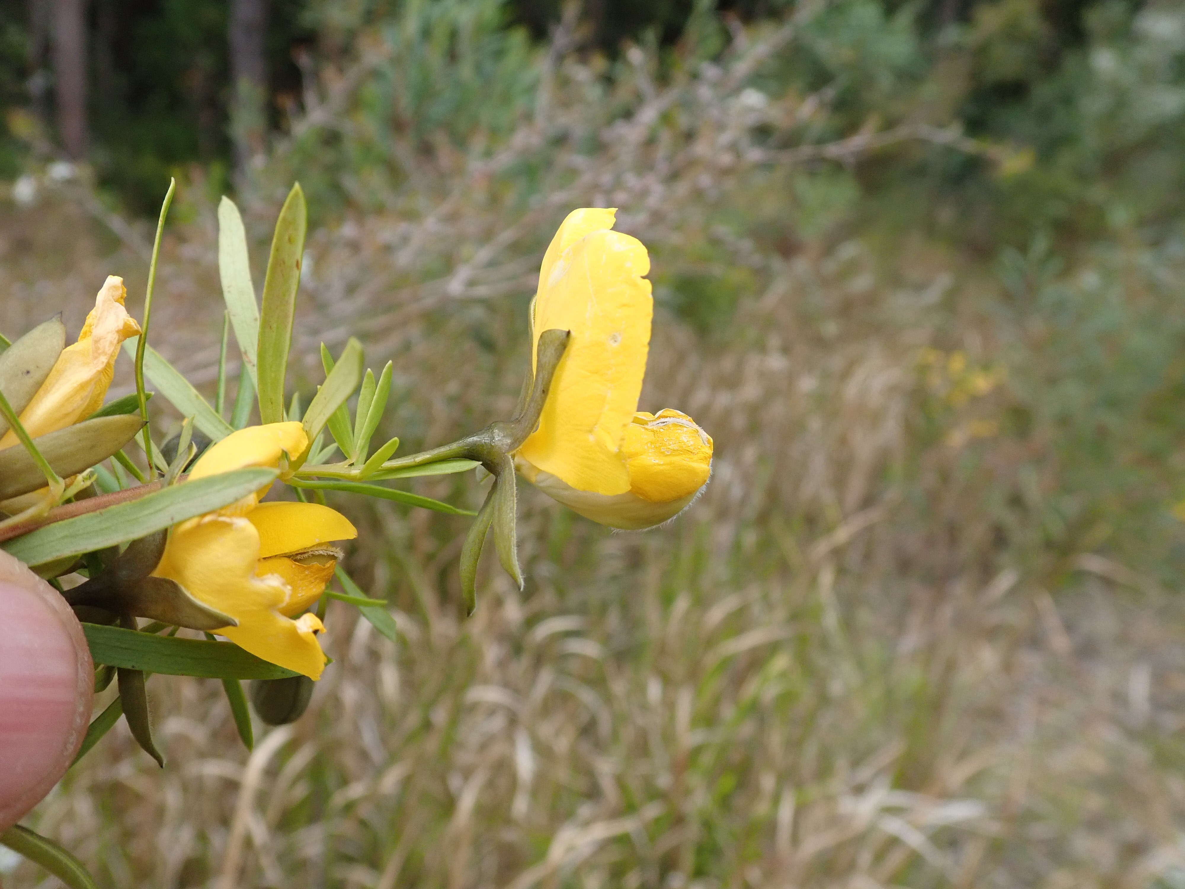 Слика од Gompholobium latifolium Sm.