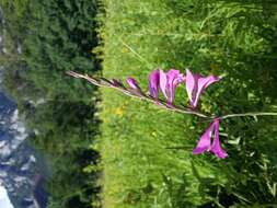 Image of Turkish Marsh Gladiolus