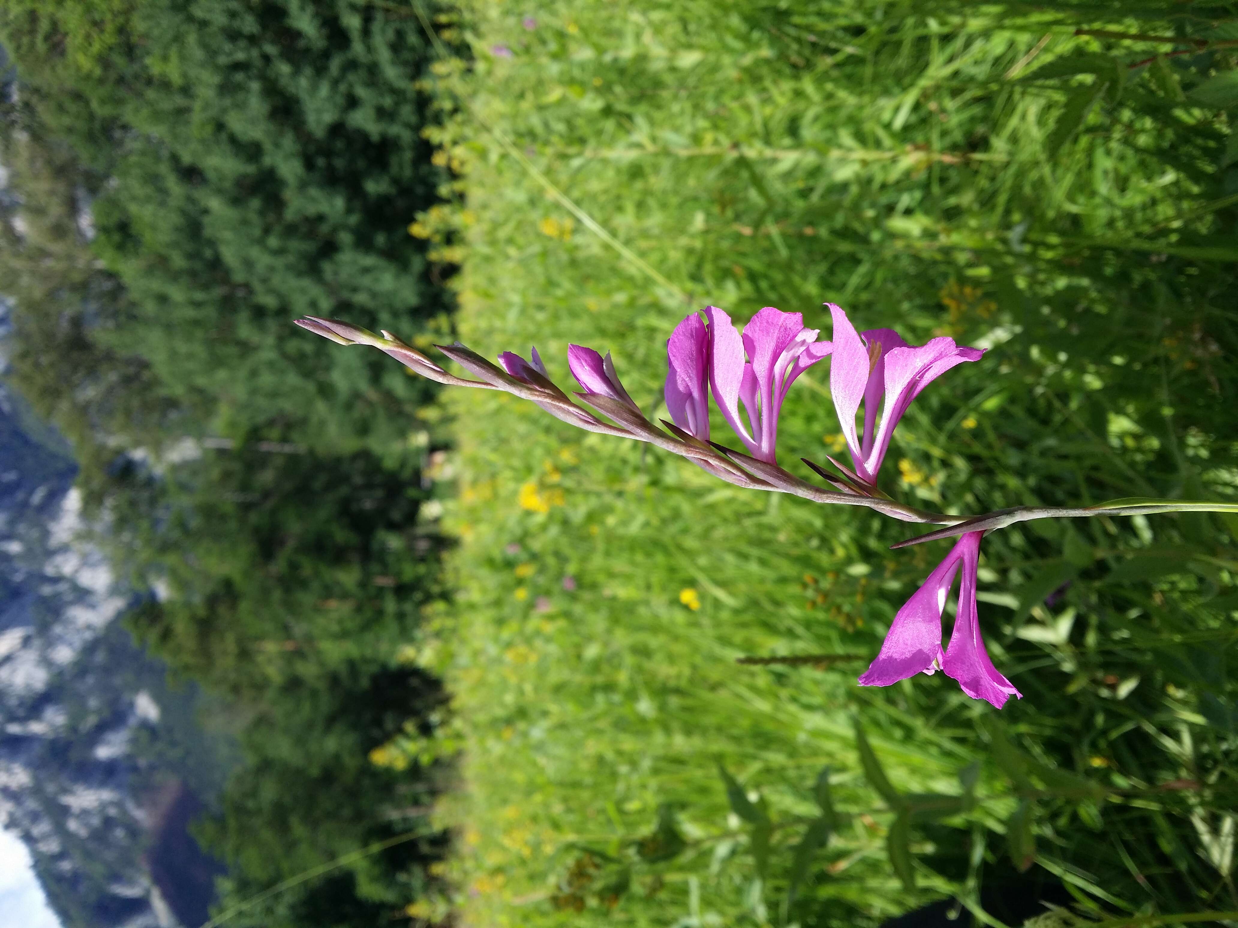 Imagem de Gladiolus imbricatus L.