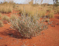 Image of Newcastelia cephalantha F. Muell.