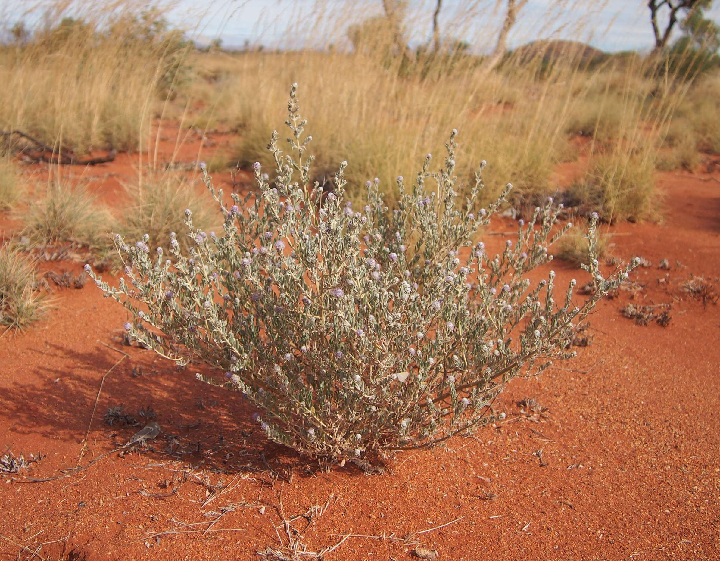 Image of Newcastelia cephalantha F. Muell.