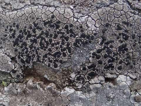 Image of Gray-orange disk lichen;   Lecidea lichen