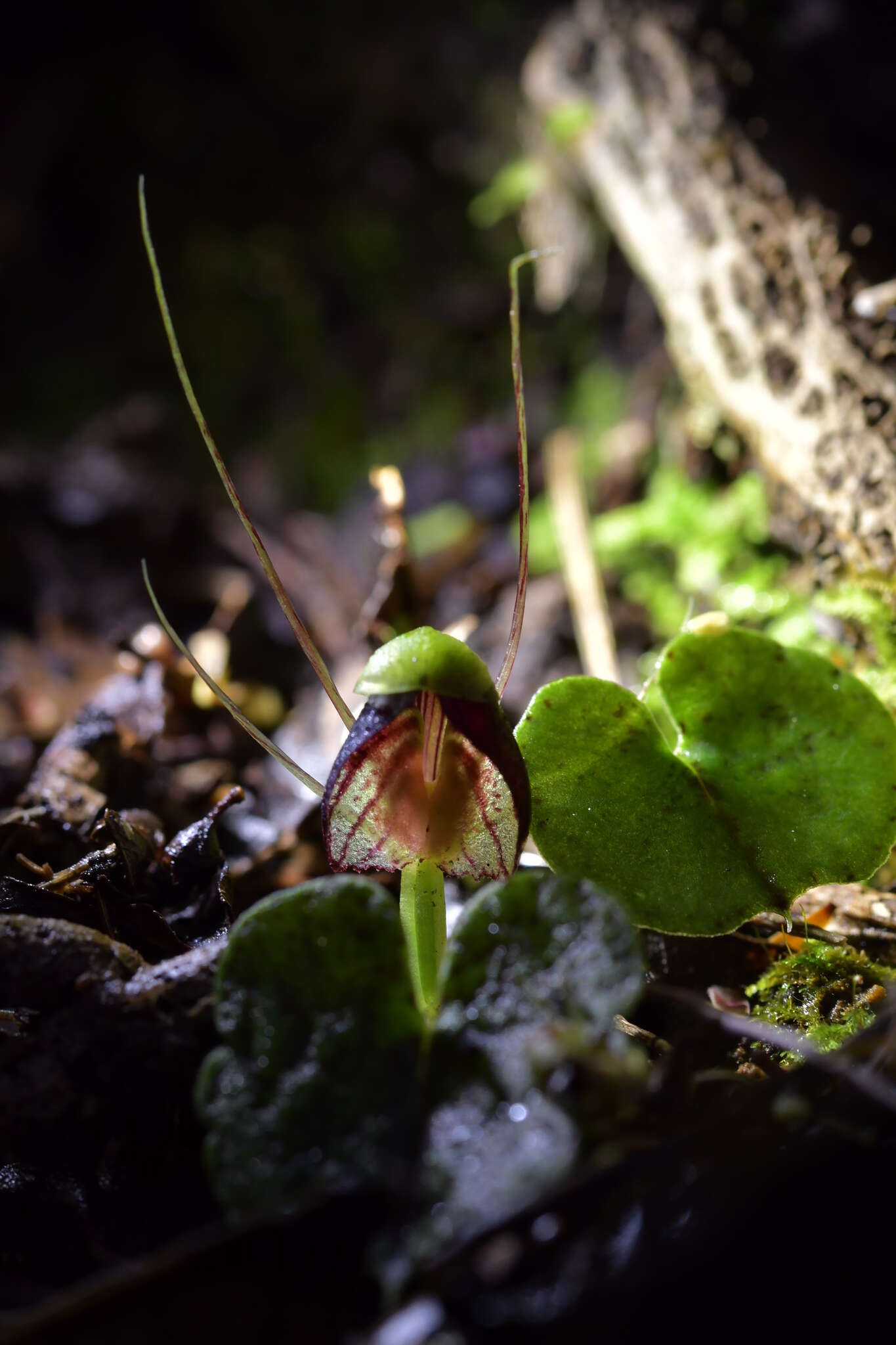 Image of Corybas vitreus Lehnebach