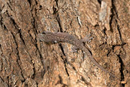 Image of Gehyra versicolor Hutchinson, Sistrom, Donnellan & Hutchinson 2014