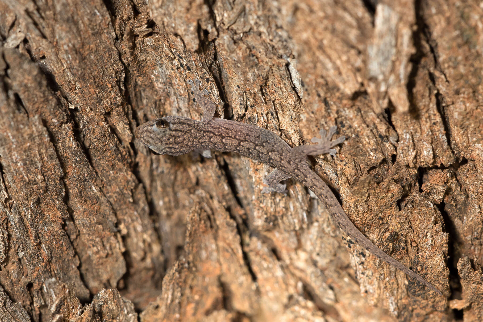 Image of Gehyra versicolor Hutchinson, Sistrom, Donnellan & Hutchinson 2014