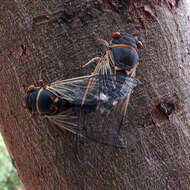 Image of Diceroprocta semicincta (Davis & W. T. 1925)