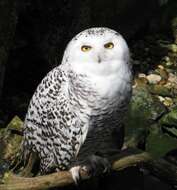 Image of Snowy Owl