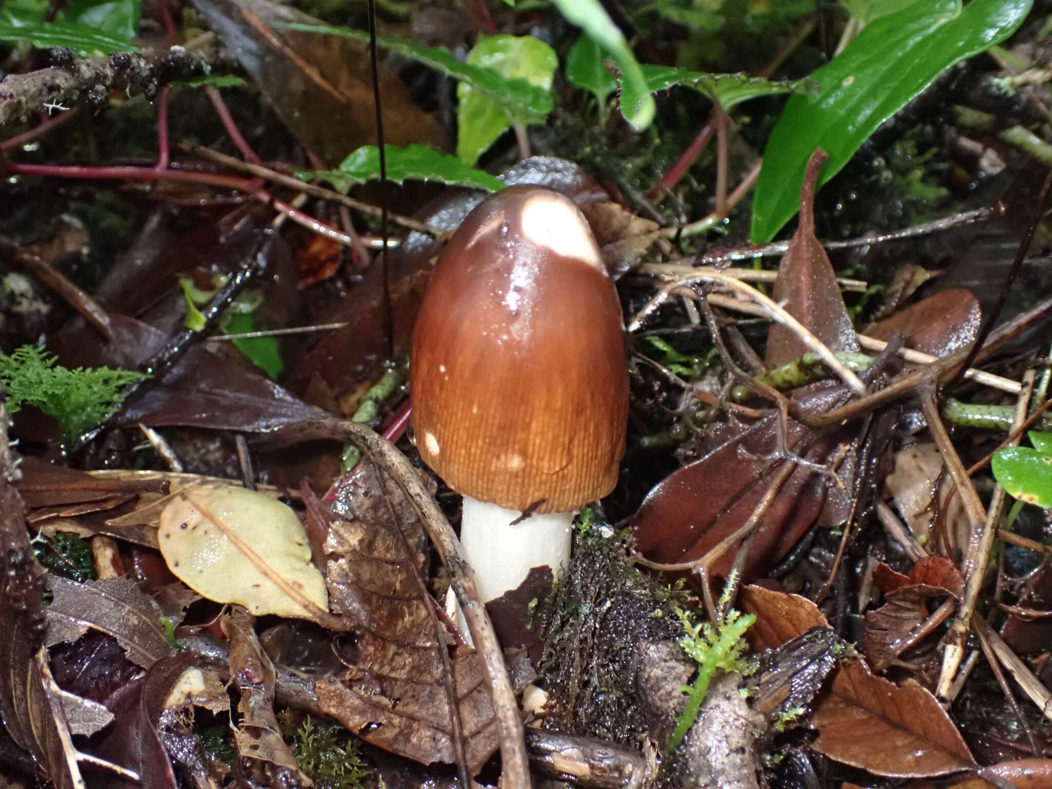 Image of Amanita fuligineodisca Tulloss, Ovrebo & Halling 1992