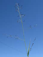 Image of Australian lovegrass