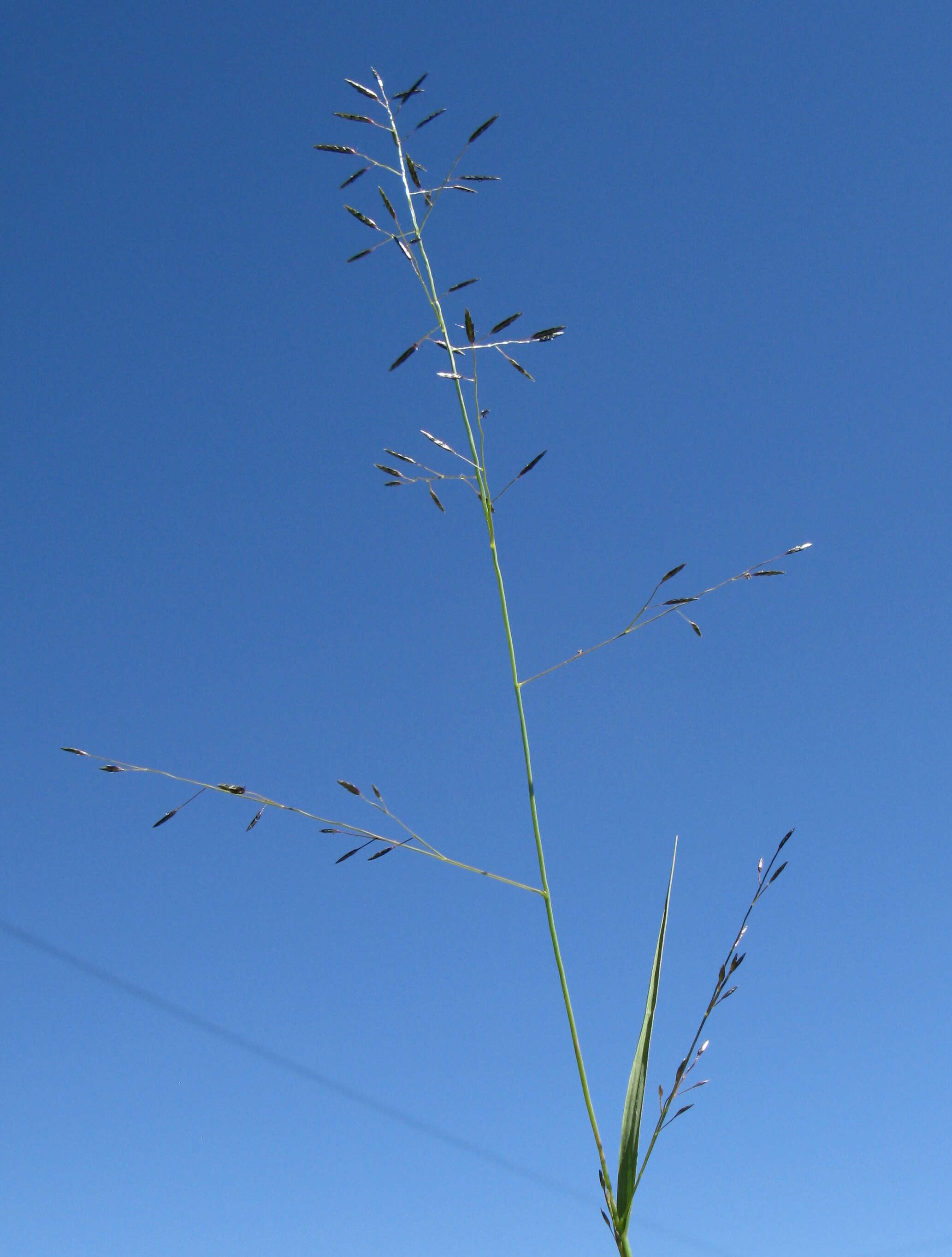 Image of Australian lovegrass