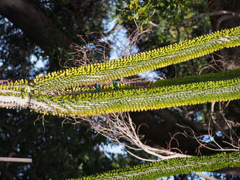 Image of Madagascan ocotillo