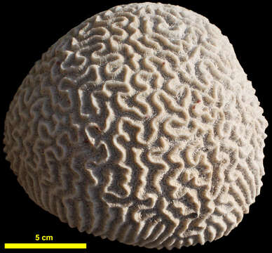 Image of Mustard hill coral