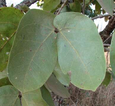 Imagem de Hymenaea stigonocarpa Hayne