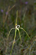 Image of Northern darting spider orchid