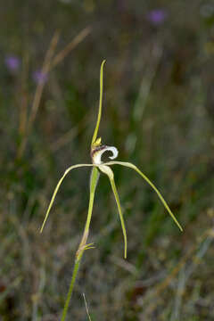 Image of Northern darting spider orchid