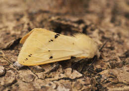 Spilosoma lutea Hüfnagel 1766 resmi