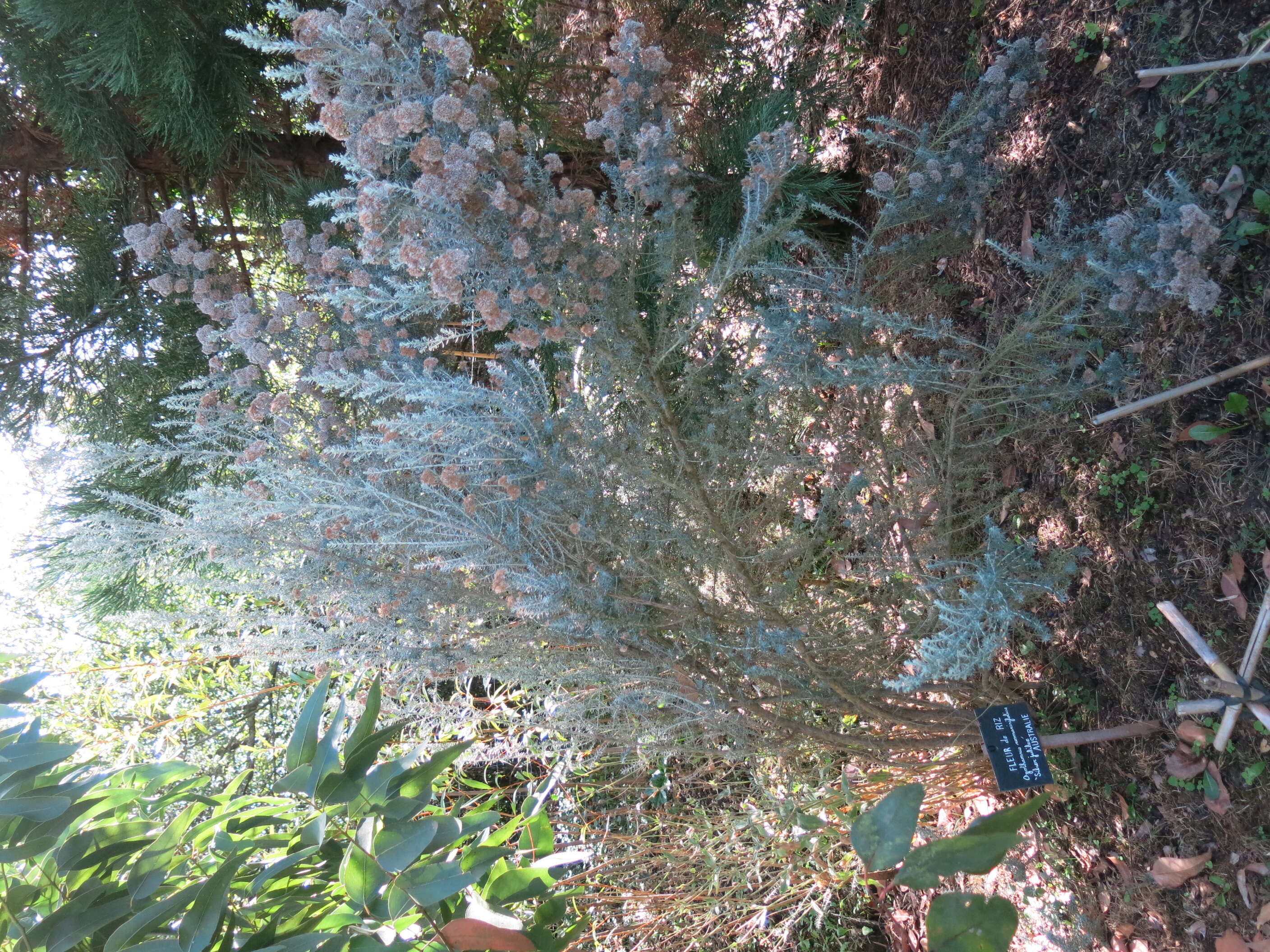 Image de Ozothamnus rosmarinifolius (Labill.) DC.