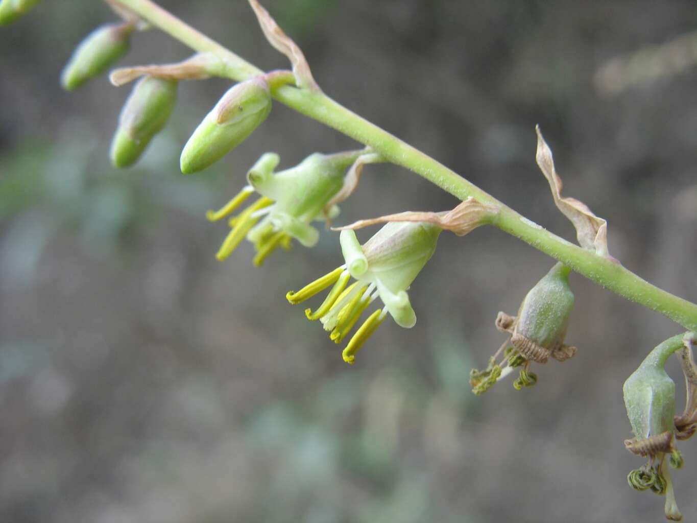 Image of Fosterella weddelliana (Brongn. ex Baker) L. B. Sm.