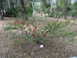 Image of scarlet bottlebrush