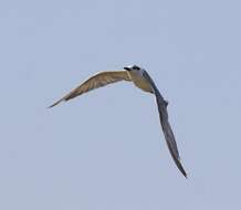 Image of Whiskered Tern