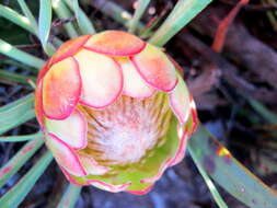 Image of Protea vogtsiae Rourke