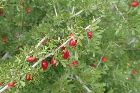 Image of Searsia pentaphylla (Jacq.) F. A. Barkley ex Moffett