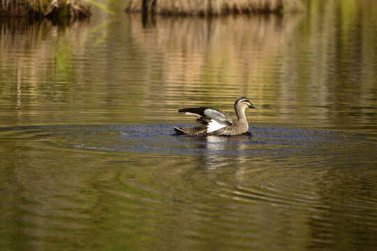 Image of Grey Duck