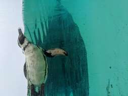 Image of Humboldt Penguin