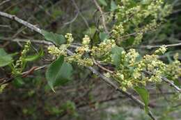 Image of Muehlenbeckia australis (Forst. fil.) Meisn.