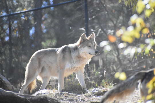 Image of gray wolf