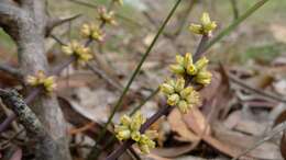 Image of Many flowered mat-rush