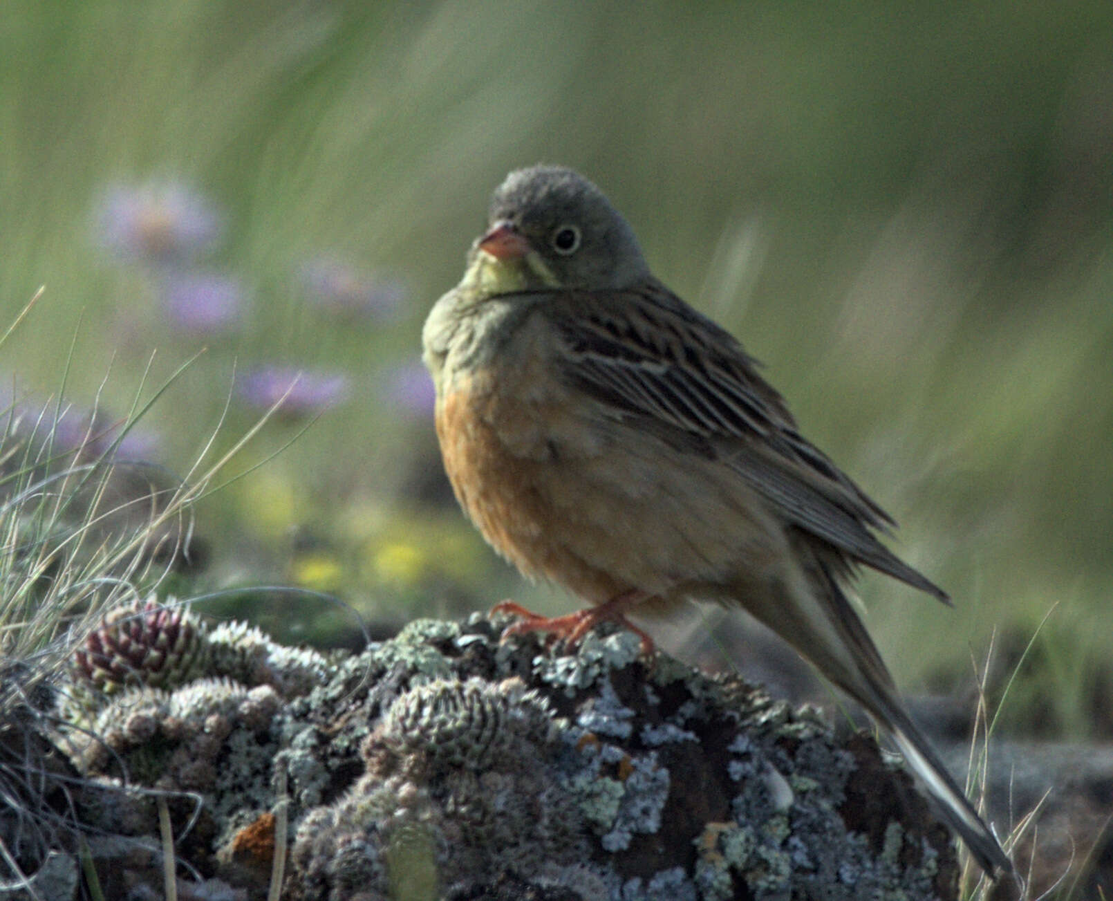 Image of Ortolan Bunting