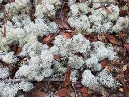 Слика од Cladonia evansii Abbayes