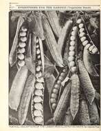 Image of Pisum sativum var. macrocarpum