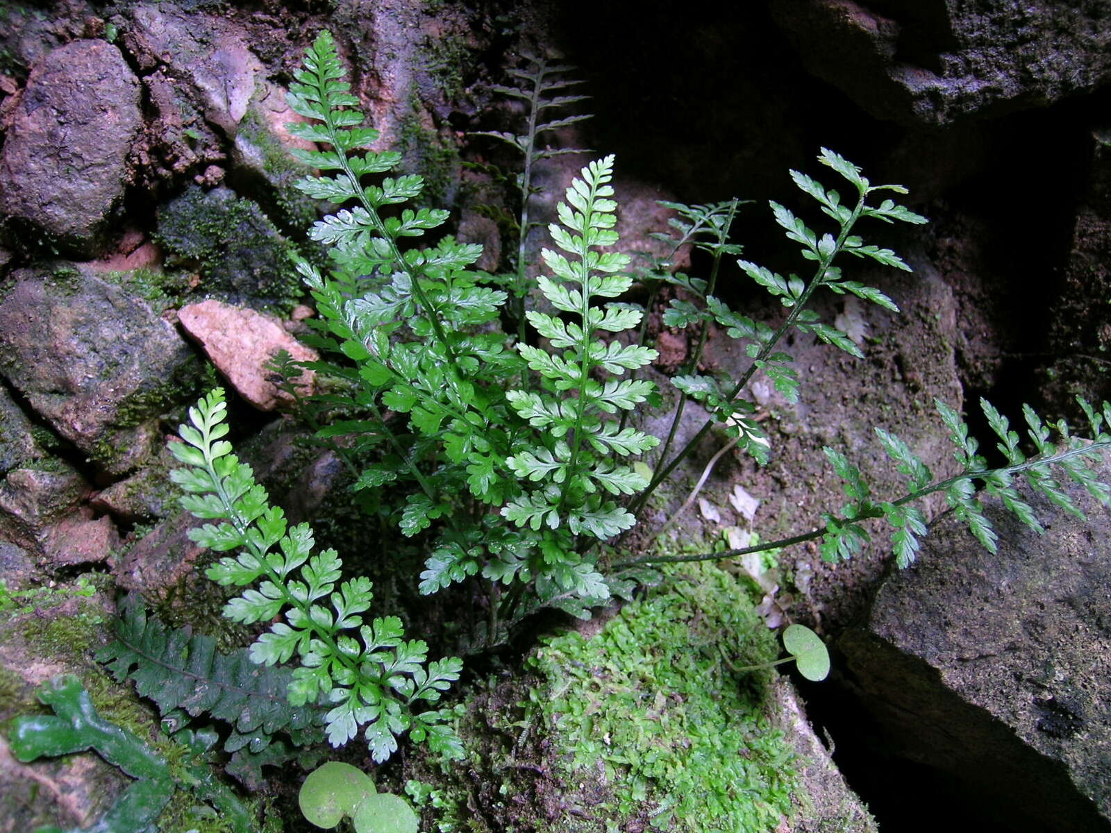 Image of Pteridophyta